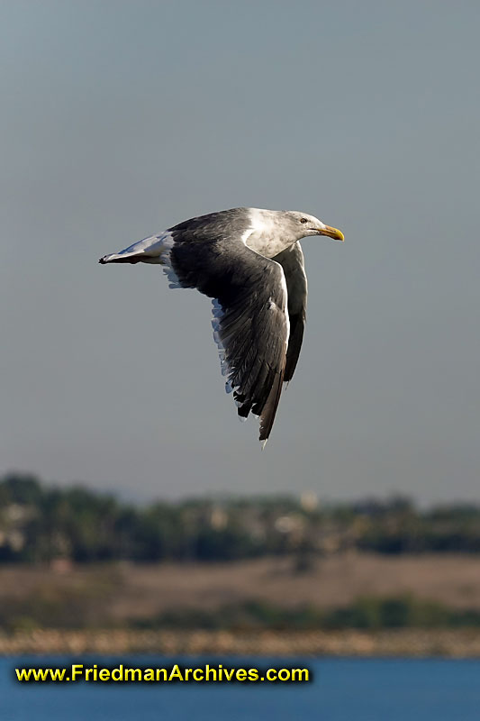 birds,flight,follow,focus,flying,